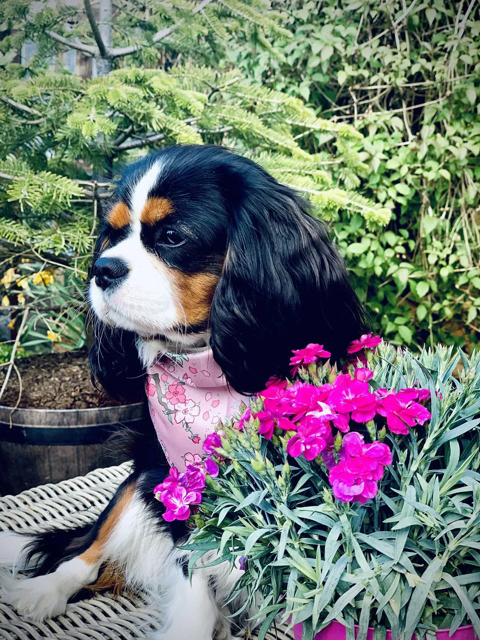 Cherry Blossom Dog Bandana