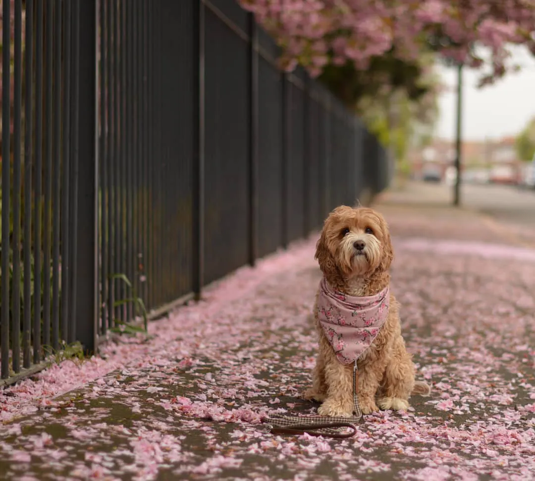 Cherry Blossom Dog Bandana