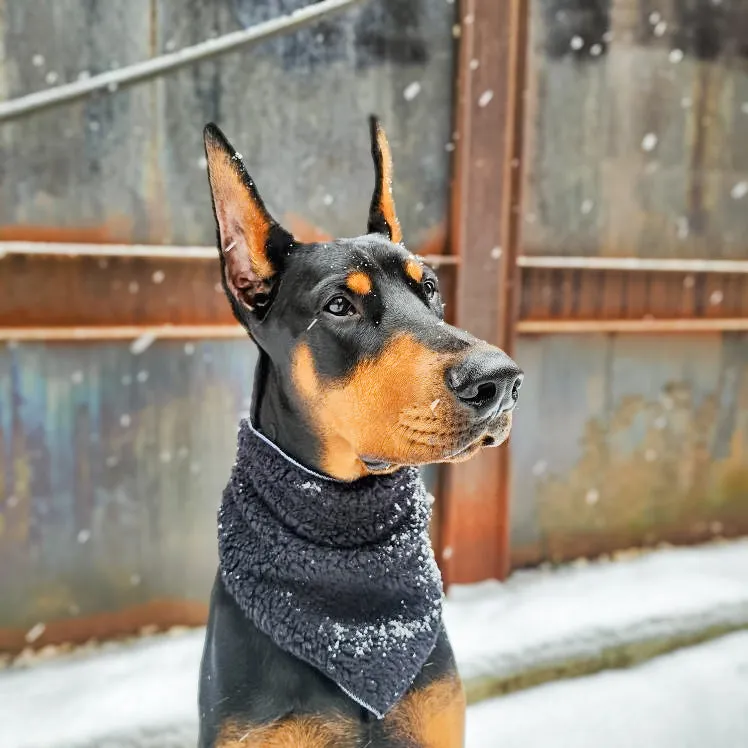 EBONY SHERPA