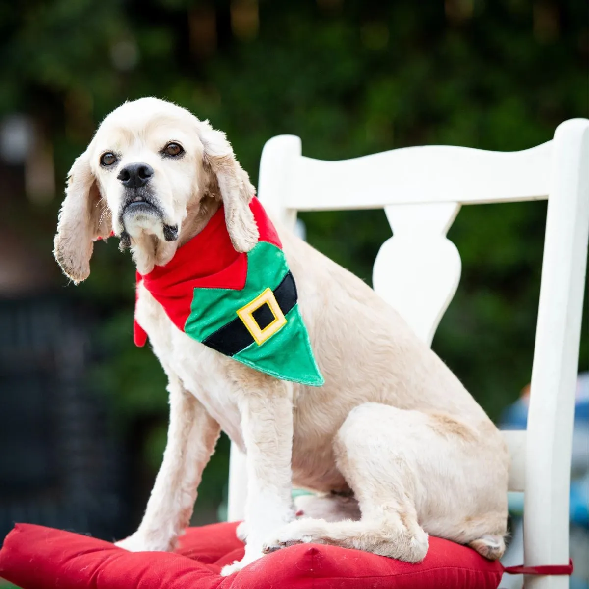 Huxley and Kent Elf Suit Bandana for Dogs and Cats L 20”-28”