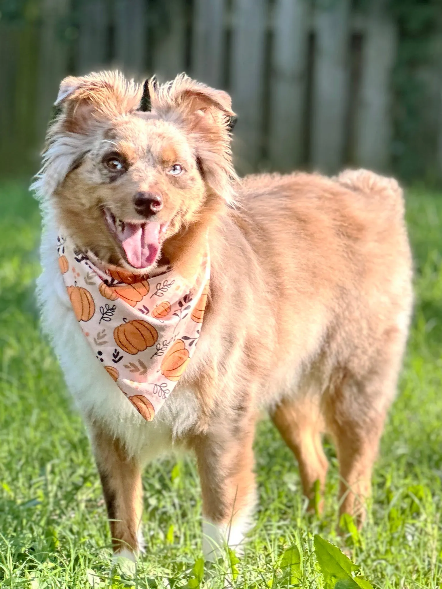 Pumpkin Bandanas