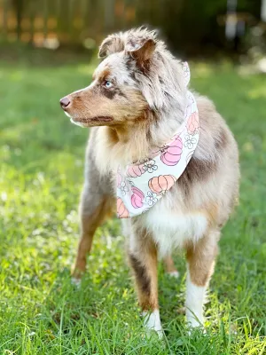 Pumpkin Bandanas